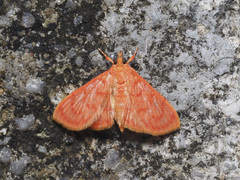 Hyalobathra