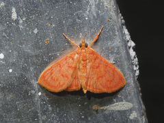 Hyalobathra