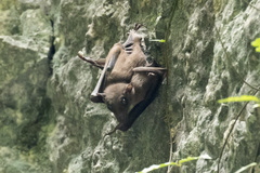 Rousettus leschenaultii
