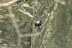 Rousettus leschenaultii