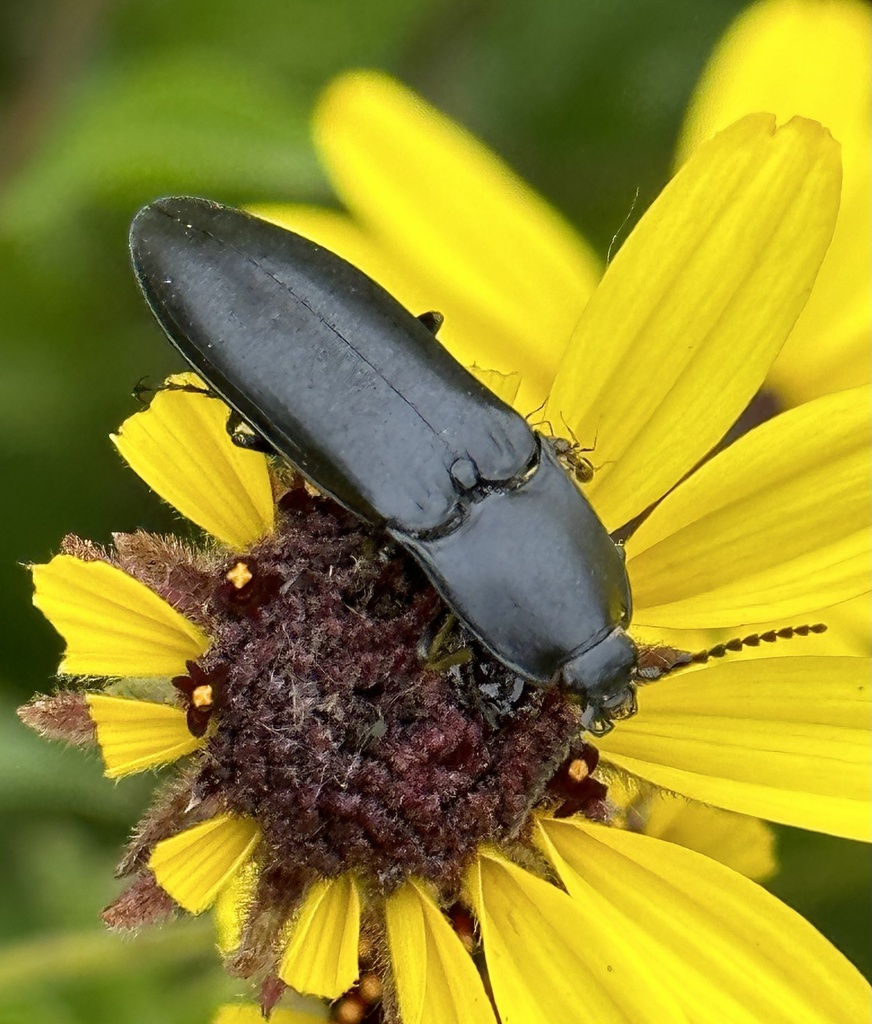 Melanactes