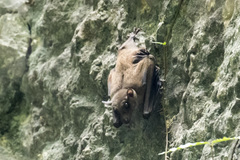 Rousettus leschenaultii