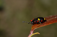 Eumorphus quadriguttatus pulchripes