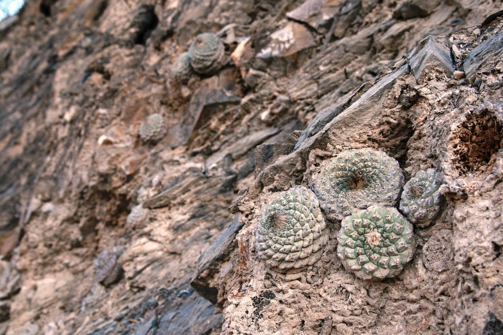 Strombocactus disciformis disciformis in May 2023 by gila_cerveza ...