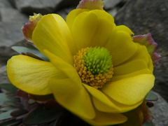 Ranunculus haastii