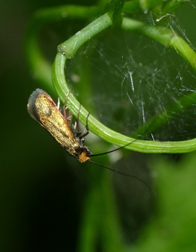 Cauchas rufimitrella
