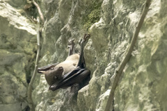 Rousettus leschenaultii