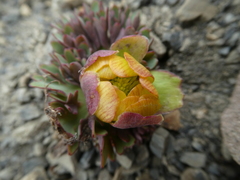 Ranunculus haastii