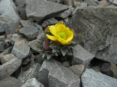 Ranunculus haastii