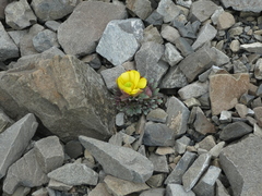 Ranunculus haastii