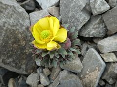 Ranunculus haastii