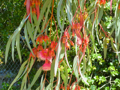 Eucalyptus torquata
