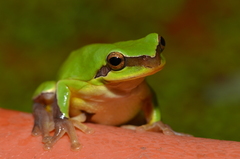 Hyla chinensis