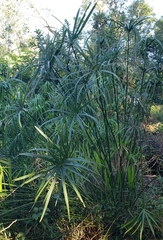 Cyperus alternifolius image