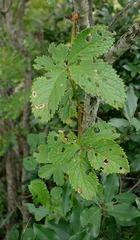 Cyphostemma hypoleucum image