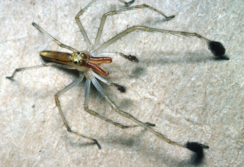 jumping spiders