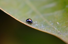 Serangium maculigerum