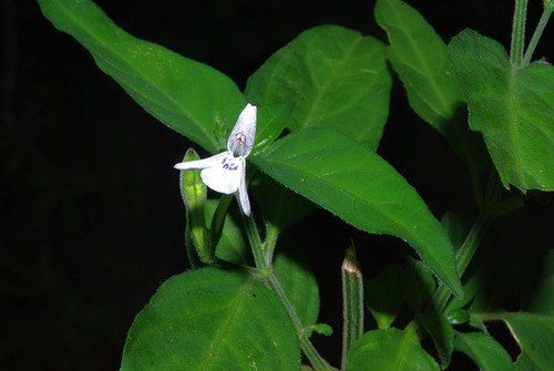 Rhinacanthus image