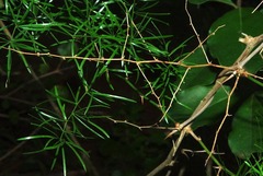 Asparagus angusticladus