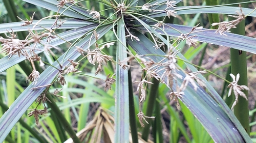 Cyperus alternifolius image