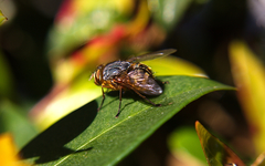 Calliphora hilli