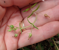 Gratiola pedunculata