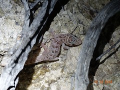 Phyllodactylus nocticolus