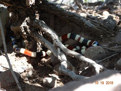 Micruroides euryxanthus