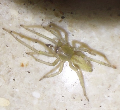 Northern Yellow Sac Spider, Варна, Болгария, photo 10 of 10