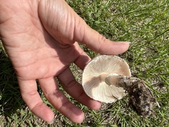 Media resource of Leucoagaricus leucothites