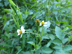 Bidens pilosa image