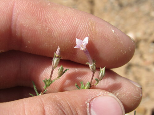 Image of Ipomopsis laxiflora by (c) Anders Hastings, some rights reserved (CC BY)