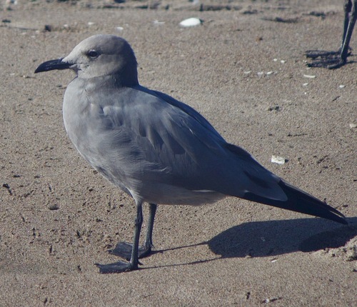 Gray Gull