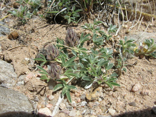 Image of Dalea jamesii by (c) Anders Hastings, some rights reserved (CC BY)