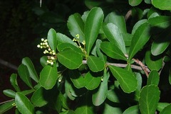 Gymnosporia heterophylla image