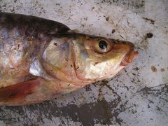 Labeobarbus megastoma