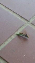 Delta pyriforme pyriforme