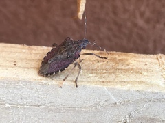 Halyomorpha halys