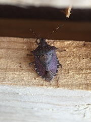 Halyomorpha halys