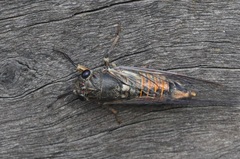 Plerapsalta incipiens