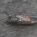 Tiny Ambertail - Photo (c) david emery, some rights reserved (CC BY-NC), uploaded by david emery