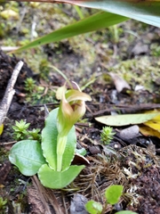 Pterostylis venosa