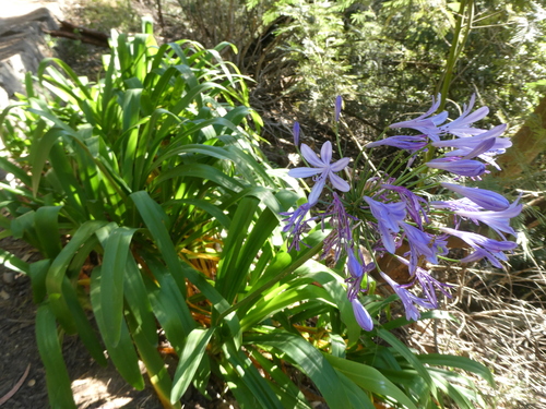 Agapanthus praecox image