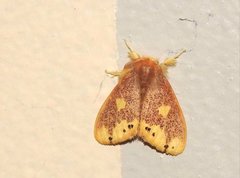 Euproctis quadrangularis