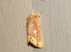 Euproctis quadrangularis