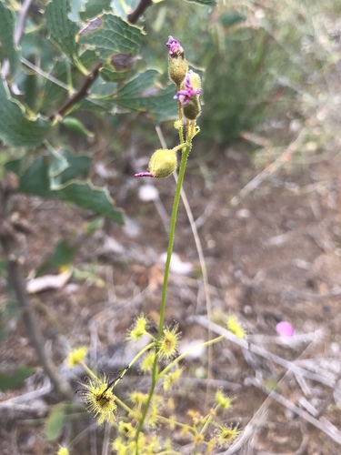 Drosera neesii (Drosera neesii)