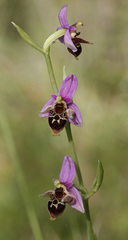Ophrys oestrifera
