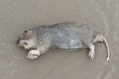 Geomys personatus