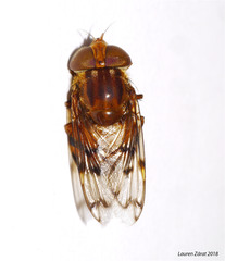 Copestylum opinator