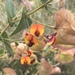 Daviesia cordata - Photo (c) Ann Bentley, algunos derechos reservados (CC BY), subido por Ann Bentley